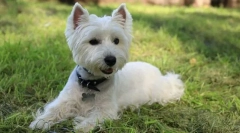 West highland white terrier